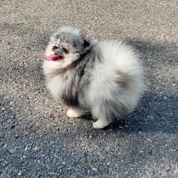 Titan - Blue merle male Pomeranian puppy in Hot Springs, Arkansas from Pomeranian Empire