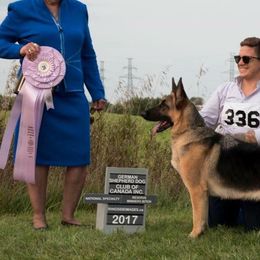 German Shepherds from Beau Chien Kennels