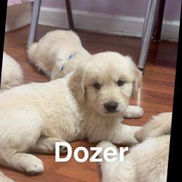 Dozer - Golden male Golden Retriever puppy in Ringgold, Georgia from Southern Belle's Puppies