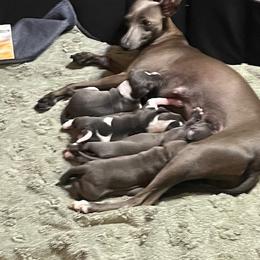 Italian Greyhound Puppies from Fisher Link