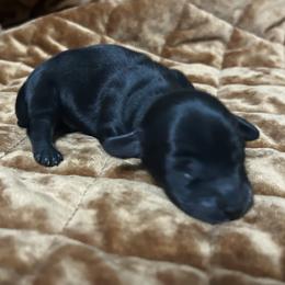 Simba - Black and cream male Dachshund puppy in Sheridan, Arkansas from Farmhouse Dachshunds