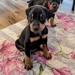 Doberman Pinscher Puppies from Allettare Dobermans