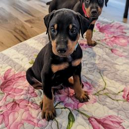 Doberman Pinscher Puppies from Allettare Dobermans