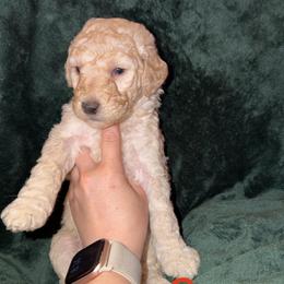 Coconut - Cream male Goldendoodle puppy in Richmond, Texas from Harper’s Heartbeats