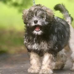 Lowchen from Earnest Kennel