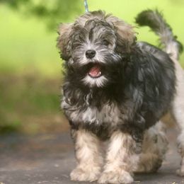 Lowchen from Earnest Kennel