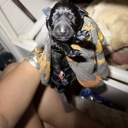 Kona Jr - Black male Labrador Retriever puppy in Cortez, Colorado from Aloha Lab Pups of SW Colorado