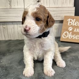 Daisy's Black Collar Boy 2150.00 - Parti male Goldendoodle puppy in Alvin, Texas from JP Southern Doodles
