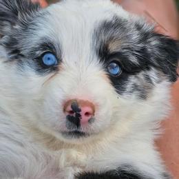 LAVENDER (Amern) - Blue merle female Australian Shepherd puppy in Silex, Missouri from Small Town Australian Shepherds