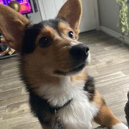 Pembroke Welsh Corgi All Grown Up from The Hallway Farm