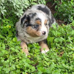Xerxes - Blue merle male Australian Shepherd puppy in Copperas Cove, Texas from Hidden Leaf Aussies