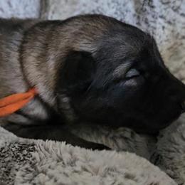 Shiloh Shepherd Puppies from SilverLiningShilohs