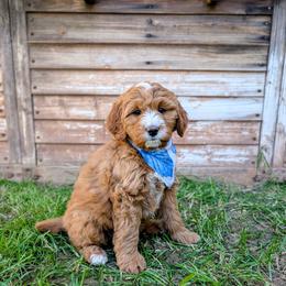 Butternut squash - Red female Bernedoodle puppy in Gilbert, Arizona from San Tan Doodles