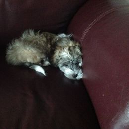 Havanese and Labrador Retriever Puppies from Hudson Valley Labradors and Havanese of Claverack