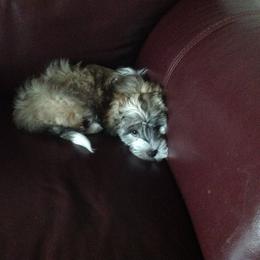 Havanese and Labrador Retriever Puppies from Hudson Valley Labradors and Havanese of Claverack