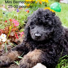 Boy 2 - Phantom male Bernedoodle puppy in Montrose, Michigan from Livy’s Doodles