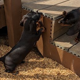 Dachshunds from Knox Ridge Dachshunds