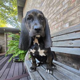 Marina - Black female Colombian Fino Hound puppy in Kingston, Tennessee from Fino Hounds USA
