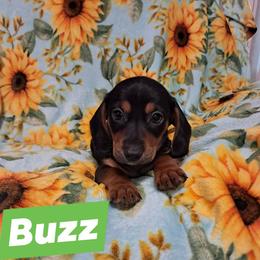 Buzz - Blue and tan male Dachshund puppy in Branford, Florida from Mbjs Doxies and chihuahuas