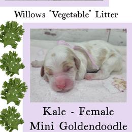 Kale - Parti female Goldendoodle puppy in Grabill, Indiana from Rose's Doodles