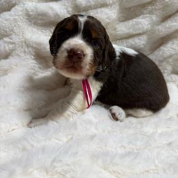 Pink girl - Tri-Roan female English Springer Spaniel puppy in Fairfield, California from Goldridge Springers