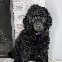 Grayson - Black and white male Aussiedoodle puppy in Monroe, North Carolina from The Klepper Homestead