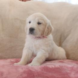 Magenta Collar - Light golden female Golden Retriever puppy in Roseburg, Oregon from Unbound Goldens