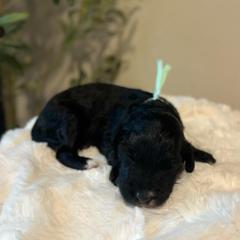Winter - Black female Bordoodle puppy in Valley Center, California from Circle R Valley Bordoodls