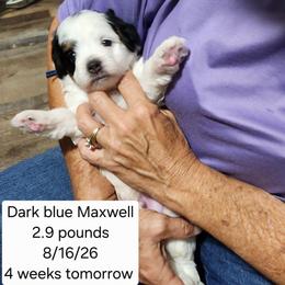 Blue collar Maxwell - Tri-color male Bernedoodle puppy in Fairmount, Indiana from Capens' Doodles,Poodles and Poo's