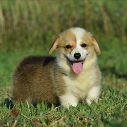 Playful and Affectionate Female - Red female Pembroke Welsh Corgi puppy in Kansas City, Missouri from Willow Creek Corgis