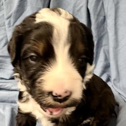 Purple collar girl - Tri-color female Bernedoodle puppy in Lake, Michigan from 3 King Doodles & Poodles
