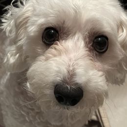 Zoey - Bichon Frise