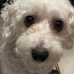 Zoey - Bichon Frise
