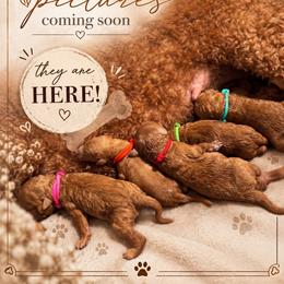 Coming Soon - Red  female Poodle puppy in Spring Hills, Florida from The Olympus Standard Poodle