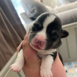Flop - Black and tan male American Corgi puppy in Anderson, California from Flying K Corgis