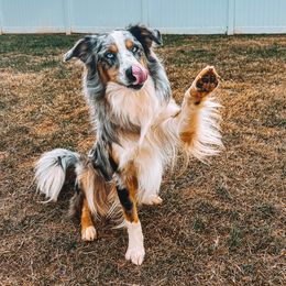 Romeo - Australian Shepherd