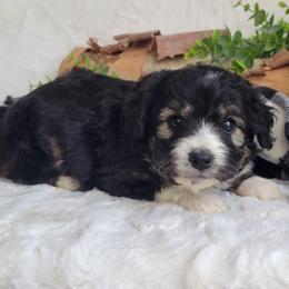 Batman - Black tri-color male Aussiedoodle puppy in Missouri from B&M Cottonwood Canines