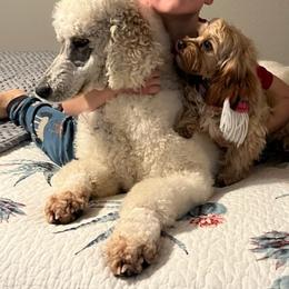 Cavapoos, Miniature American Shepherds, and Poodles from BriarCreek Mini Aussies & Doodles