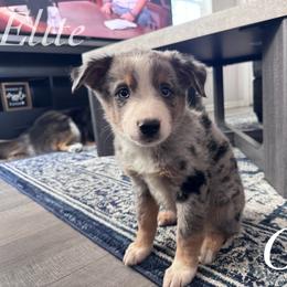 Geo - Blue merle male Miniature Australian Shepherd puppy in Corpus Christi, Texas from Elite Miniature Australian Shepherds