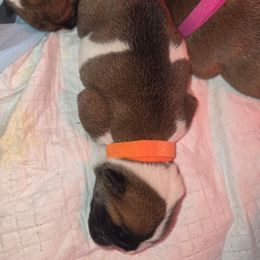 Boy 1 - Red brindle and white male Bulldog puppy in Lewisberry, Pennsylvania from Salted Rim Corgis