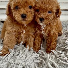 Bonnie - Apricot female Goldendoodle puppy in Pensacola, Florida from Goldendoodles Love You in Pensacola Friend Edition