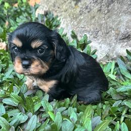 George Washington - Black and tan male Cavalier King Charles Spaniel puppy in Choctaw, Oklahoma from Dandelions and Kings