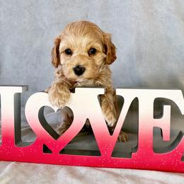 Cavapoo Puppies from Cedar Sprout Puppies