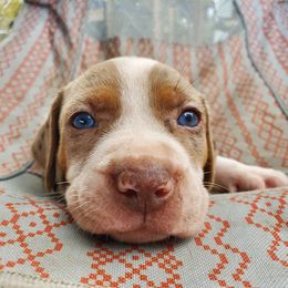 Catahoula Leopard Dog Puppies from Hidden Creek Catahoulas
