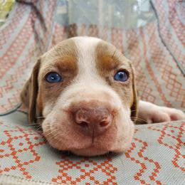 Catahoula Leopard Dog Puppies from Hidden Creek Catahoulas
