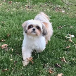 Peanut - Shih Tzu