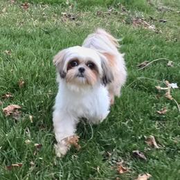 Peanut - Shih Tzu