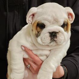 Girl 4 - Red and white female Bulldog puppy in Salina, Kansas from Big Pine Bulldogs