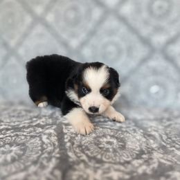 Spook - Black tri male Miniature American Shepherd puppy in Noble, Oklahoma from Roserock Aussies