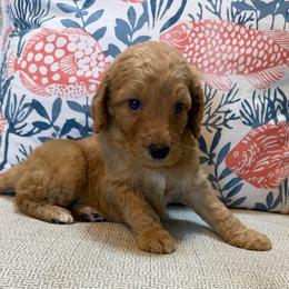 Robin - Red  male Goldendoodle puppy in Pensacola, Florida from Goldendoodles Love You in Pensacola Friend Edition